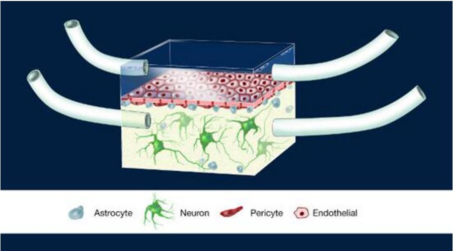 神經血管單元（Illustration of the NeuroVascular Unit, NVU）芯片圖例，這是一款人類血腦屏障模型。多孔膜分離了大腦建模腔室和代表周圍血管系統的腔室