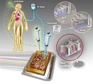 人體芯片的藝術表現接近于體外生物學，生物工程設備培養了許多能夠代表每個器官最小功能單元的3D組織培養