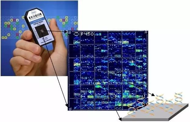 圖4 美國(guó)Affymetrix公司的CYP450基因生物芯片