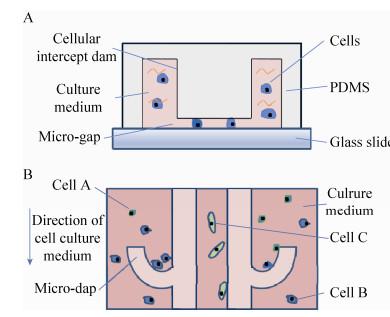 圖 2 芯片結構示意圖 圖 2 芯片結構示意圖