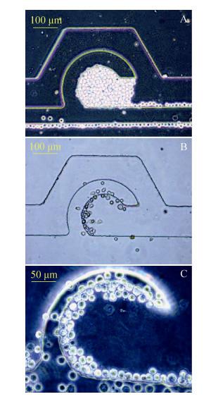 圖5 不同流速控制下細胞進樣圖像 圖5 不同流速控制下細胞進樣圖像
