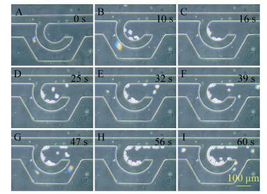 圖6 細胞導入過程圖 圖6 細胞導入過程圖