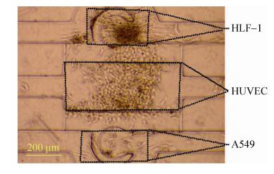 圖 7 三種細胞在芯片腔體內共培養 (24 h) 圖 7 三種細胞在芯片腔體內共培養 (24 h)