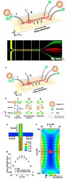 無磁場條件下,通過微流控從細(xì)胞外膜泡中分離外泌體 無磁場條件下,通過微流控從細(xì)胞外膜泡中分離外泌體