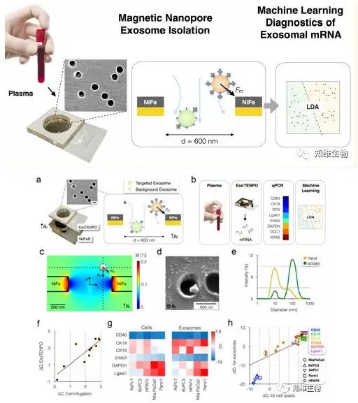 基于外泌體的微流控技術(shù)診斷胰腺癌 基于外泌體的微流控技術(shù)診斷胰腺癌