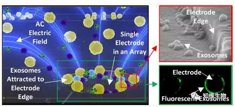快速分離血漿中的外泌體,檢測外泌體相關(guān)的生物標(biāo)志物 快速分離血漿中的外泌體,檢測外泌體相關(guān)的生物標(biāo)志物