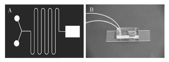 圖1(A)芯片結構示意圖;(B)制備的微流控芯片照片Fig．1(A)Diagramofchipstructure;(B)Photooffabricatedmicrofluidicchip的通道寬度相同。