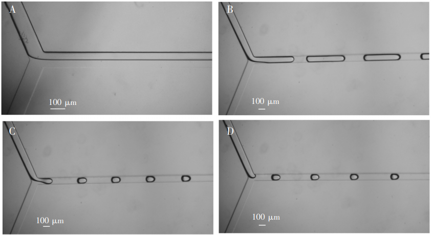 圖3(A)0彎折通道形成兩相流;(B)4彎折通道形成長液柱;(C)8彎折通道，液滴大小接近通道寬度;(D)12彎折通道，液滴大小接近通道寬度，但穩定時間較長
