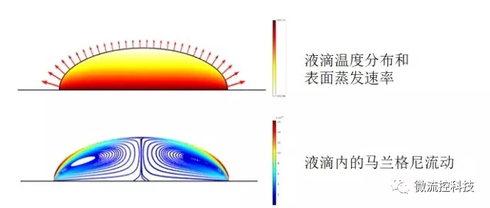 馬蘭格尼效應