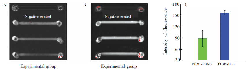 圖3(A)PDMS-PDMS芯片檢測MET-Ab的結果熒光圖;(B)PDMS-PLL芯片檢測MET-Ab的結果熒光圖;(C)PDMS-PDMS芯片和PDMS-