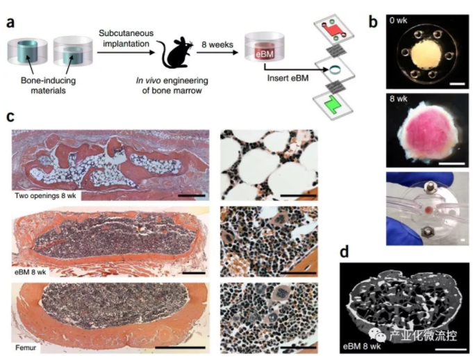 骨髓芯片 Bone marrow–on–a–chip-骨髓造血干細(xì)胞的體外生物生理學(xué)