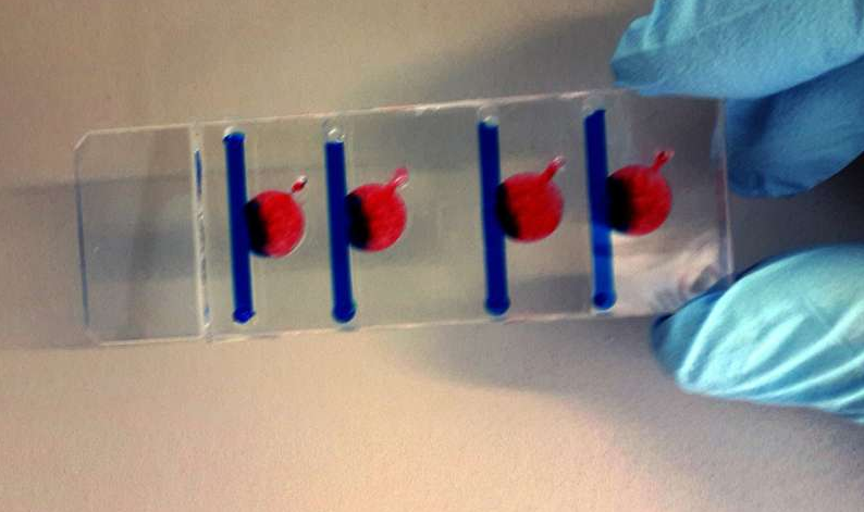 在四個腔室中的任何一個腔室中，可以產生影響細胞生長的不同條件。圖片來源：維也納科技大學
