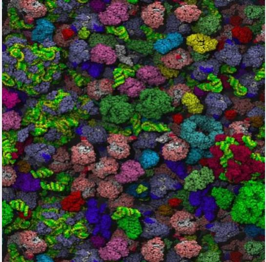 細菌細胞擁擠內部的分子模型