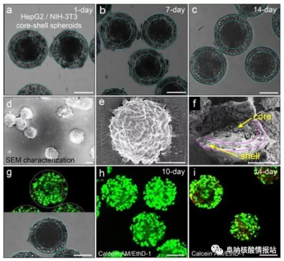 圖片5.png 圖4 在核-殼球體中共培養(yǎng)肝細(xì)胞和成纖維細(xì)胞。a-c) 肝細(xì)胞在核心和殼中的成纖維細(xì)胞分別共培養(yǎng)1天，7天和14天。隨著時(shí)間的推移，保持其球形形態(tài)。d-e)SEM圖像。f) 在核-殼結(jié)構(gòu)中空間受限的細(xì)胞集合。g）在-80℃下凍兩周然后在37℃下融化之后，封裝在球狀體中的細(xì)胞的高存活力。h）封裝在球體中的細(xì)胞共培養(yǎng)10天顯示出高細(xì)胞活力。i）培養(yǎng)14天的細(xì)胞的活力略有下降。